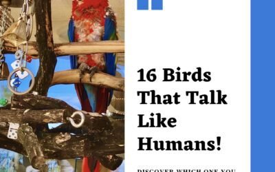 16 Amazing Birds That Talk like Humans to Keep as Pets